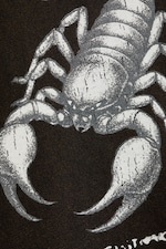 Schwarz - Skorpion - Lässiges Longsleeve mit Grafikdruck - 4
