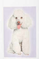 Poodle - T-Shirt mit Grafikprint - 1