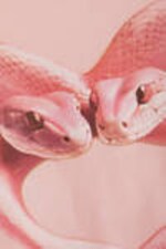 Light Pink - Snake Heart - Oversized Cotton T-shirt - 5